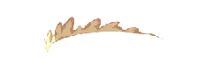Feather - lightweight - birds - No Background PNG