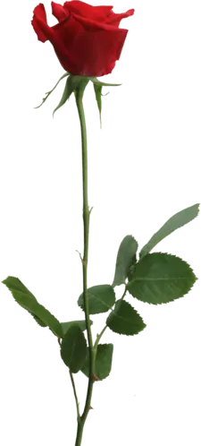 Red Rose - plant - Fast Download PNG