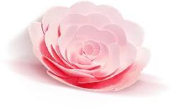 Pink Rose - love - romantic - Lossless PNG