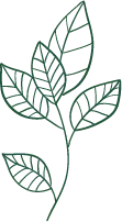 Leaf Pattern - plant - Transparent Background PNG