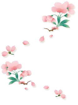 Pink Cherry Blossoms - spring - PNG