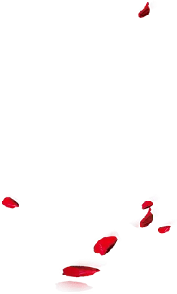 Red Petals - petal - No Background PNG