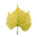 Maple Leaf - No Watermark PNG - nature