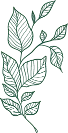 Green Plant Branches - Free PNG