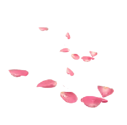 Pink Petals - Free Download PNG - petal