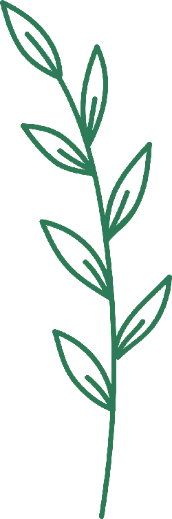 Green Plant Branch - line drawing - Free Download PNG
