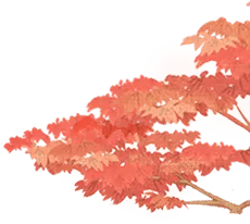 Maple Leaf - Free PNG - red