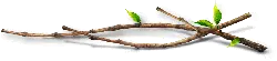 Branches - green - Free PNG