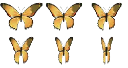 Butterfly - symmetrical - yellow - Transparent Background PNG