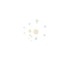 White Flower - beautiful - High Resolution PNG