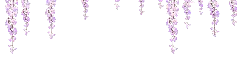 Wisteria - flower - Free Download PNG