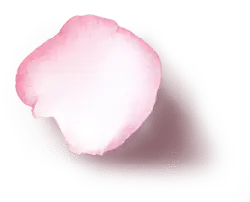 Petal - lightweight - nature - Transparent Background PNG