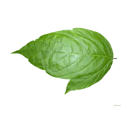 Solanum nigrum L. - green - No Watermark PNG