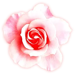 Designer Recommended PNG - Pink Rose - pink