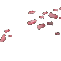 Pink Petals - High Quality PNG - flower