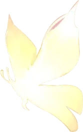 Butterfly - black background - Lossless PNG