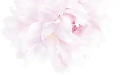 Peony - plant - Transparent Background PNG