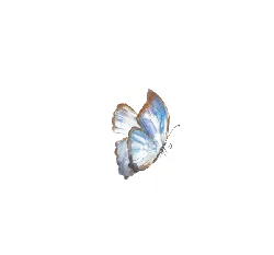 Chilades lajus - insect - Transparent Background PNG