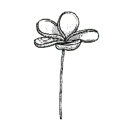 Clover - nature - No Background PNG
