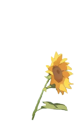 Sunflower - yellow - Popular Download PNG