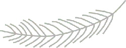 Feather - lightweight - No Background PNG