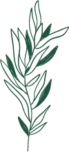 Green Plant Branch - plant - Designer Recommended PNG