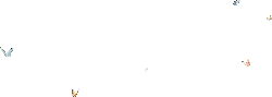 Butterfly - High Quality PNG