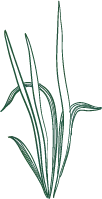Green Plant - lines - High Resolution PNG