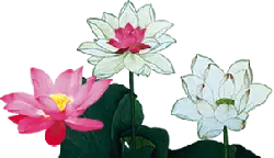 Lotus Flower - green - white - Lossless PNG