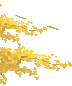 Ginkgo Leaf - nature - autumn - Transparent Background PNG