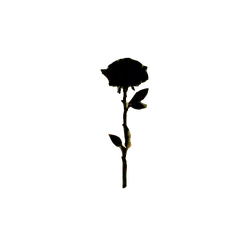 Rose - black background - yellow - Lossless PNG