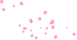 Pink Petals - romantic - Free PNG