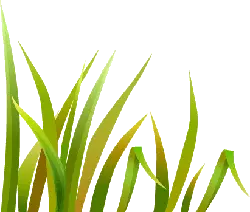 Green Plant - growth - green leaves - High Resolution PNG