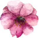 Cherry Blossom - beautiful - High Resolution PNG - Pic 2