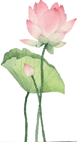 Lotus Flower - Transparent Layer PNG - High Resolution PNG
