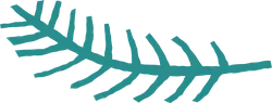 Feather - decorative - Designer Recommended PNG