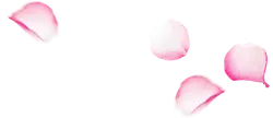 Pink Petals - falling - Fast Download PNG