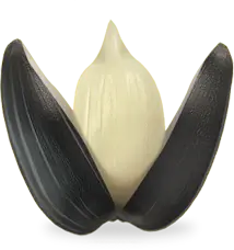 Black Shell White Nut - nut - No Watermark PNG