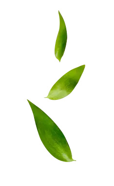 Green Leaves - PNG Images - Recommended PNG