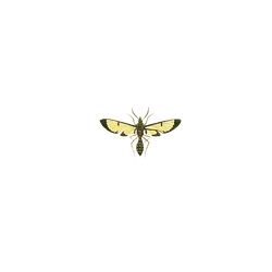 Calopteryx maculata - wings - PNG