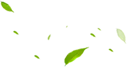 Falling Leaves - Free Download PNG
