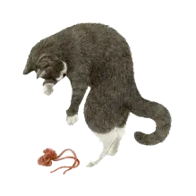 Cat and Mouse - play - No Watermark PNG