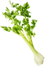 Celery - fresh - healthy - High Resolution PNG