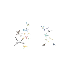 Colorful Birds - freedom - Free PNG