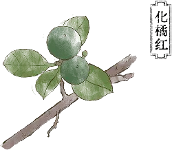 Green Plant Branch - green - nature - Transparent Background PNG