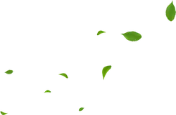 Falling Leaves - peaceful - Popular Download PNG