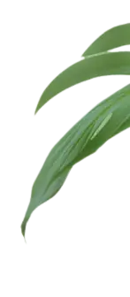Epipremnum aureum - green - plant - PNG Images