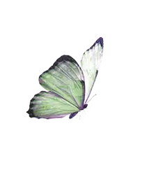 Ascia monuste - beautiful - Free PNG