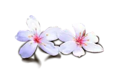 Cherry Blossom - spring - Curated PNG