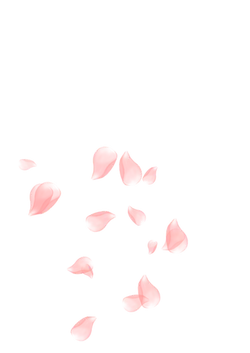 Pink Petals Falling - art - No Watermark PNG